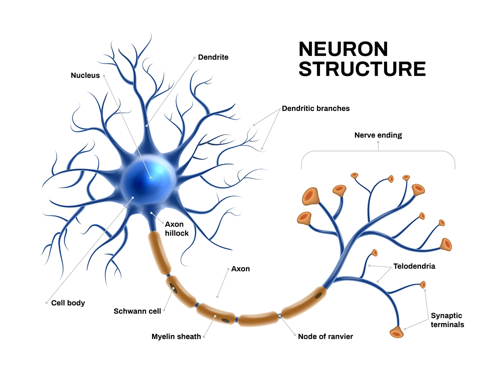 scientific neuron anatomy Future Disruptor